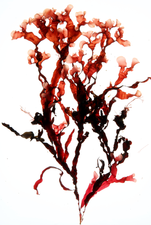 Phyllophora crispa © M.D. Guiry